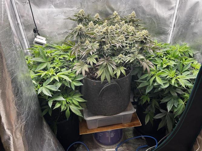 Plumz#2 (my own cut). Week 7