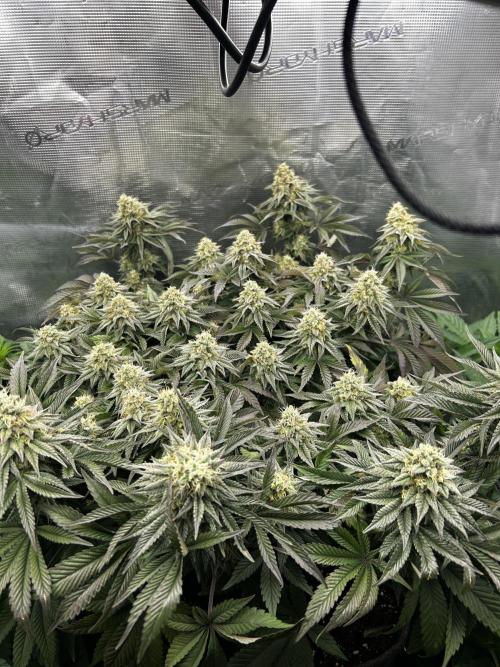 Plumz // Cap Junky. Week 13