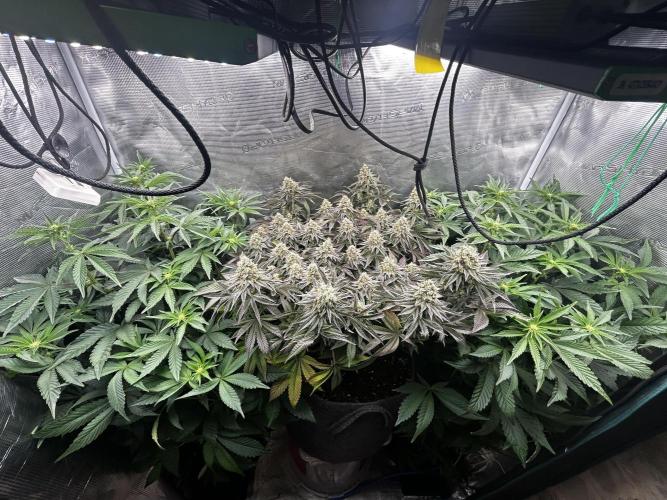 Plumz#2 (my own cut). Week 9