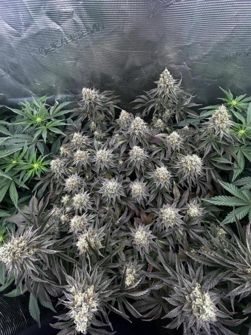 Plumz // Cap Junky. Week 14