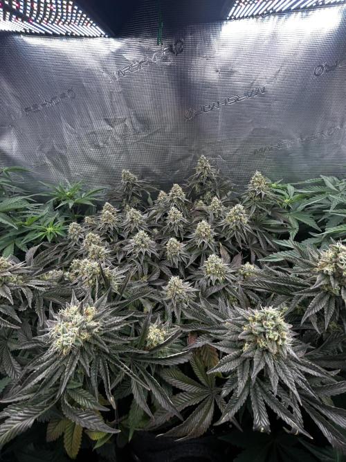 Plumz // Cap Junky. Week 14