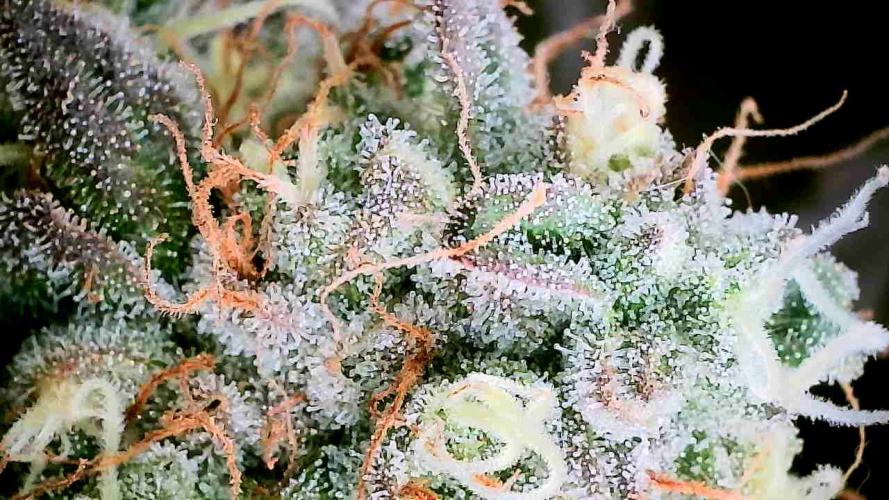 Plumz // Cap Junky. Week 14