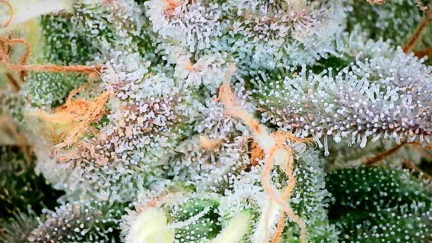 Plumz // Cap Junky. Week 14