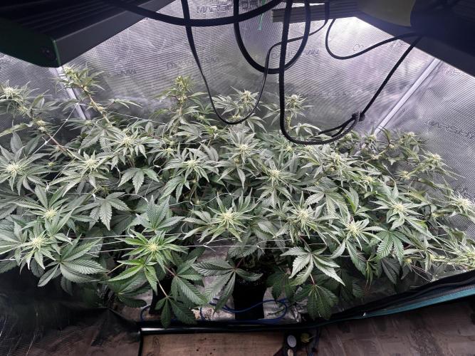 Plumz#2 (my own cut). Week 10