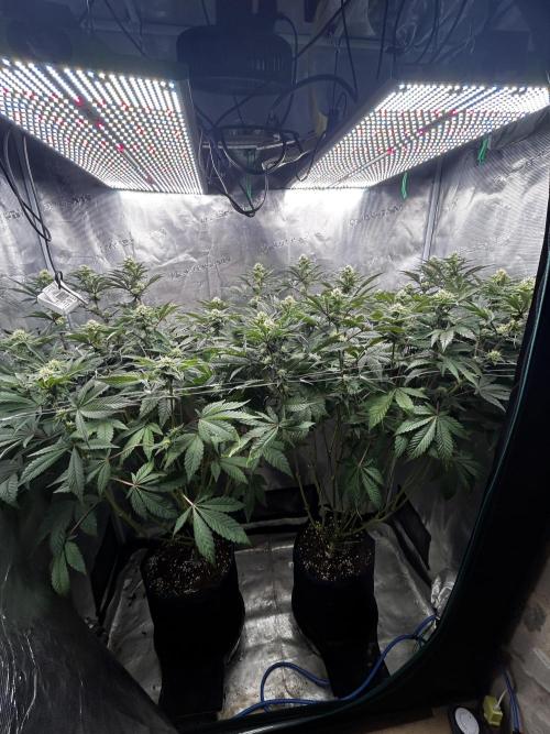 Plumz#2 (my own cut). Week 11