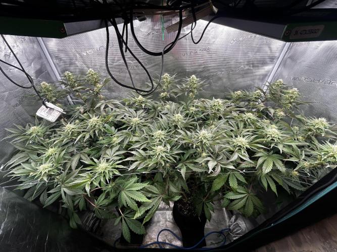Plumz#2 (my own cut). Week 11