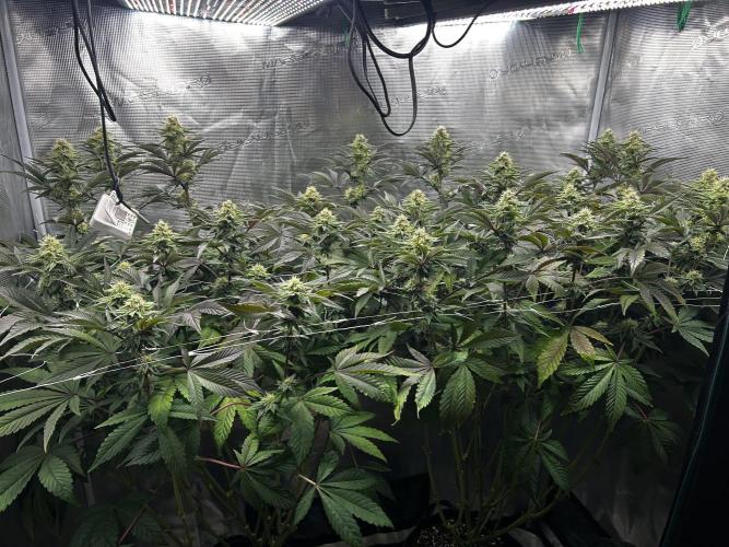 Plumz#2 (my own cut). Week 12