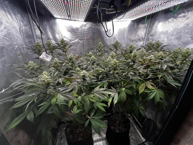 Plumz#2 (my own cut). Week 12