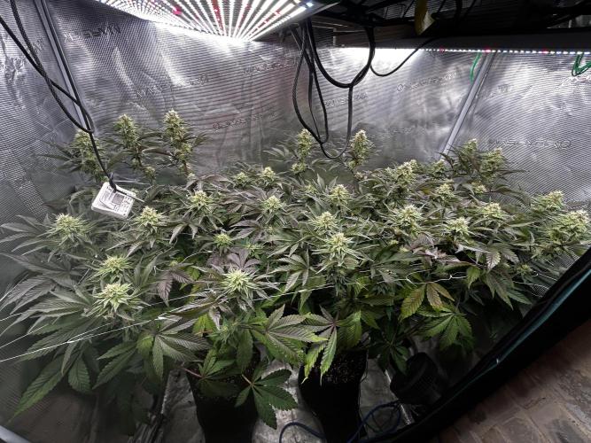 Plumz#2 (my own cut). Week 12