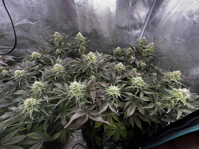 Plumz#2 (my own cut). Week 12