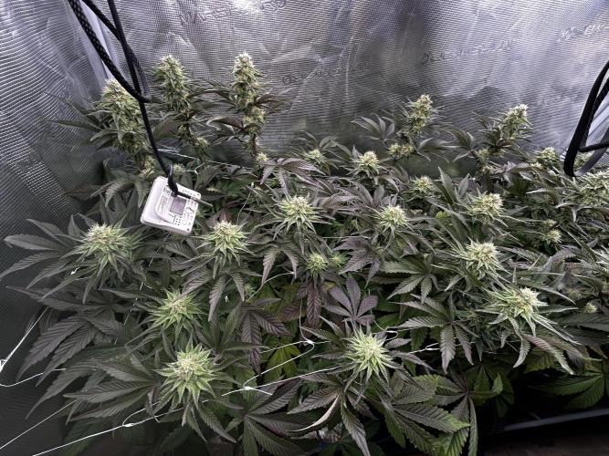 Plumz#2 (my own cut). Week 12