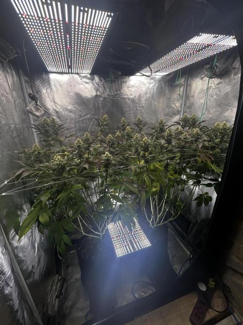 Plumz#2 (my own cut). Week 13