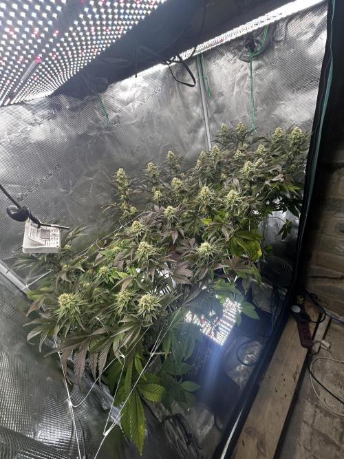 Plumz#2 (my own cut). Week 13