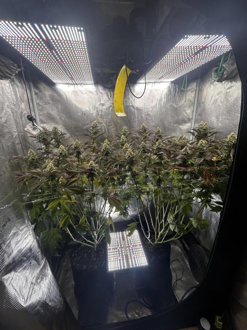 Plumz#2 (my own cut). Week 14