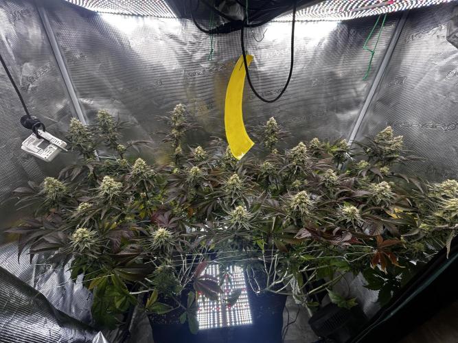 Plumz#2 (my own cut). Week 14