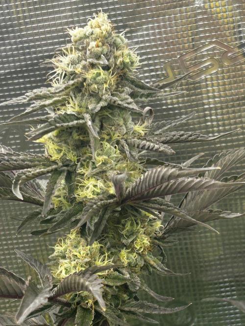 Plumz#2 (my own cut). Week 14