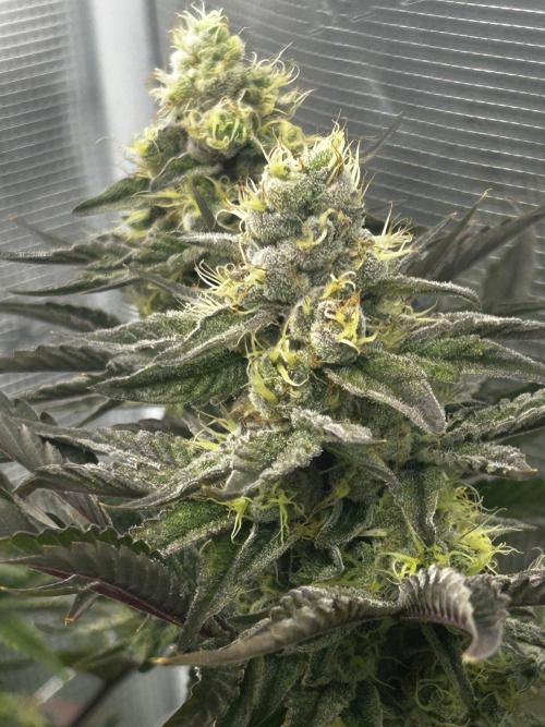 Plumz#2 (my own cut). Week 14