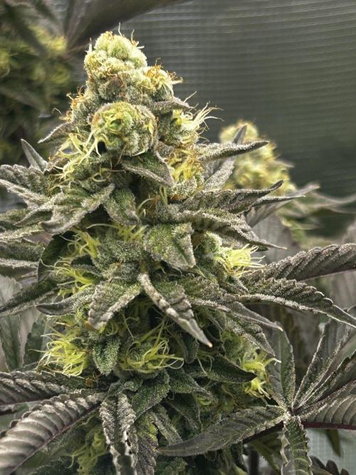 Plumz#2 (my own cut). Week 14