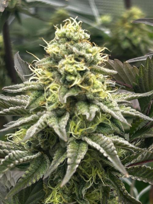 Plumz#2 (my own cut). Week 14