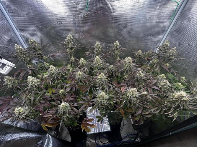Plumz#2 (my own cut). Week 15