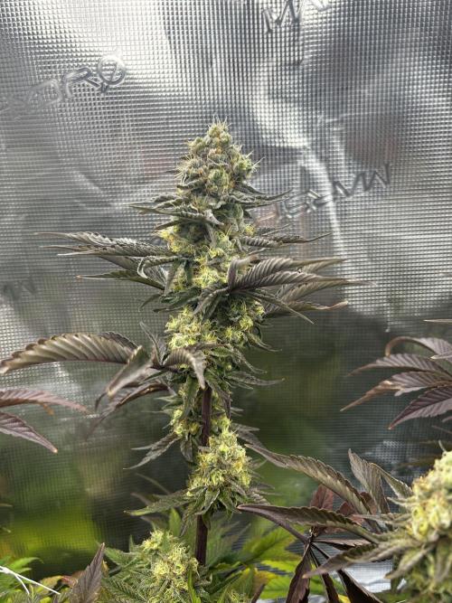 Plumz#2 (my own cut). Week 15