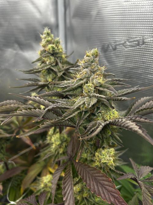 Plumz#2 (my own cut). Week 15