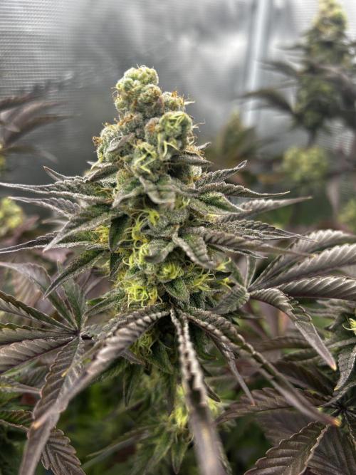 Plumz#2 (my own cut). Week 15