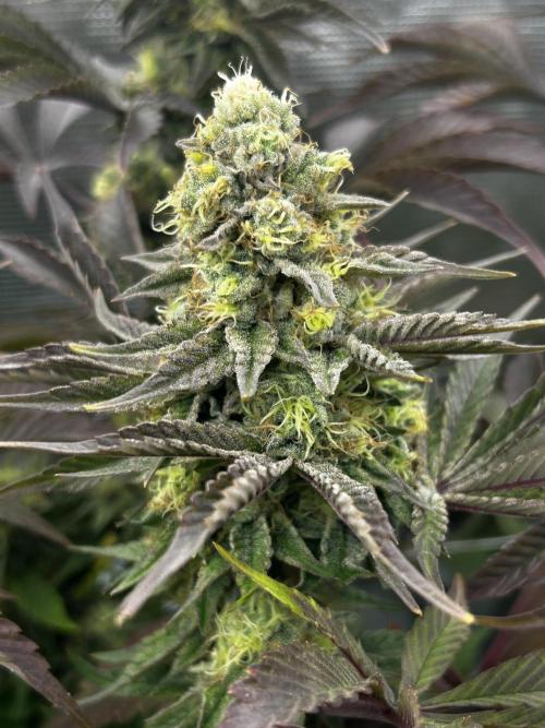Plumz#2 (my own cut). Week 15