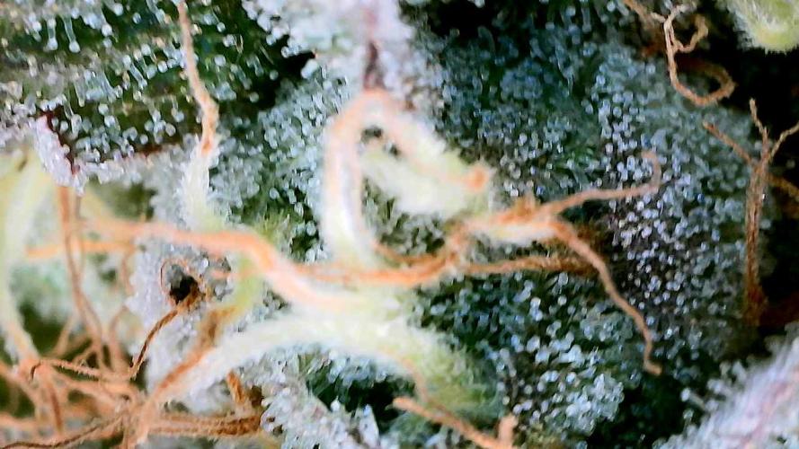 Plumz#2 (my own cut). Week 15