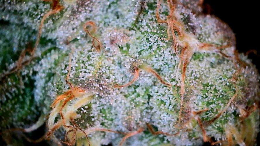 Plumz#2 (my own cut). Week 15
