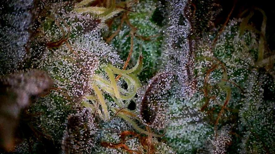 Plumz#2 (my own cut). Week 15