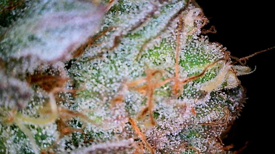 Plumz#2 (my own cut). Week 15
