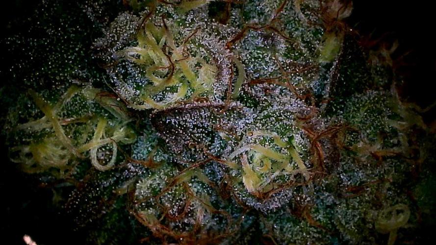 Plumz#2 (my own cut). Week 15