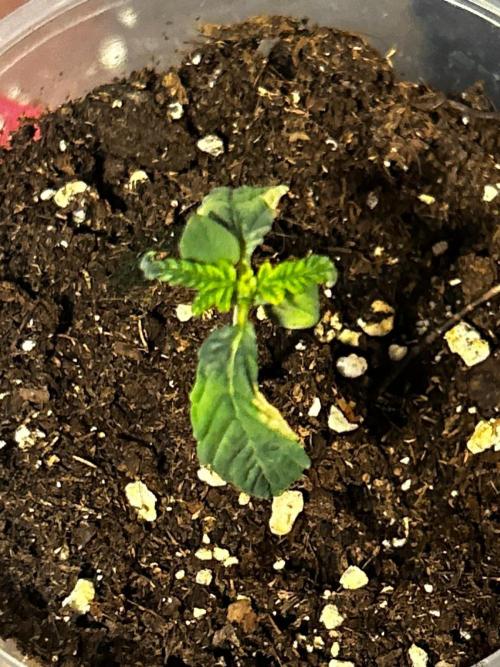 Limez. Week 3