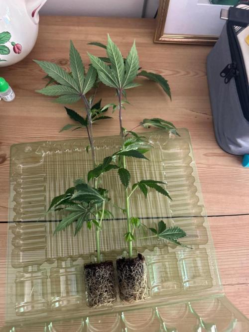 Grow Tent 120x60x180. Week 0