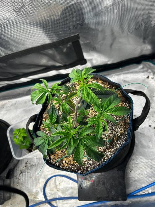 Gary Payton by Cookies / Jungle Cut. Week 1
