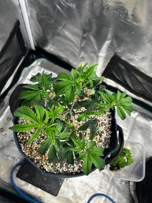 Grow Tent 120x60x180. Week 1