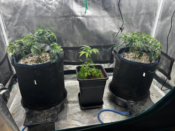Grow Tent 120x60x180. Week 2