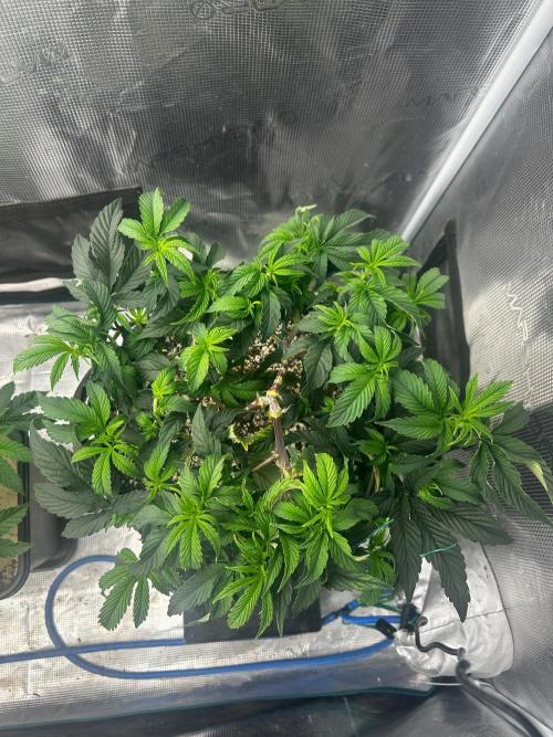Gary Payton by Cookies / Jungle Cut. Week 3