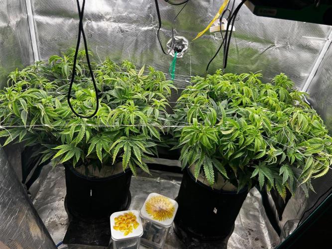 Gary Payton by Cookies / Jungle Cut. Week 5