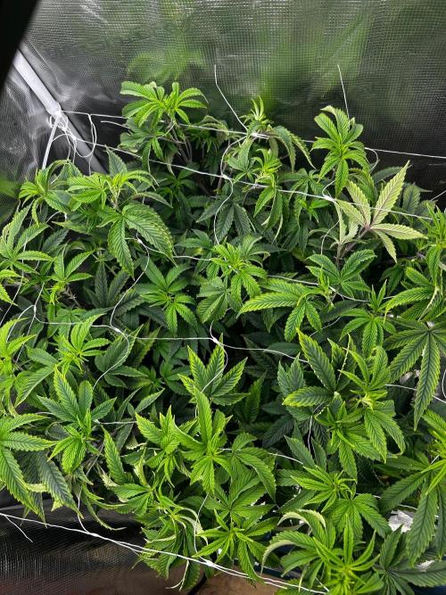 Gary Payton by Cookies / Jungle Cut. Week 5