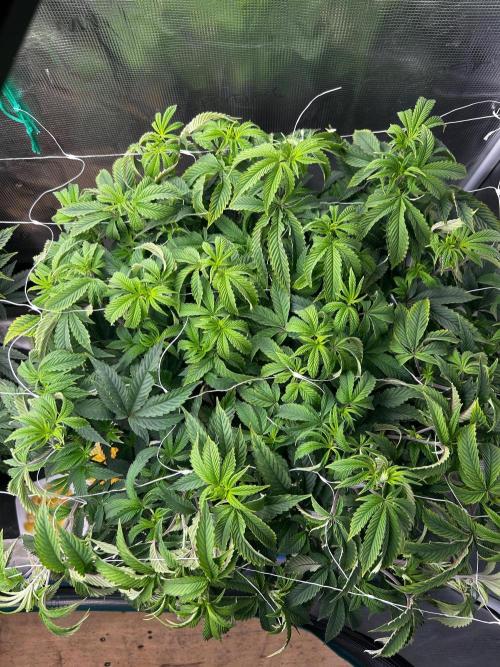 Gary Payton by Cookies / Jungle Cut. Week 5