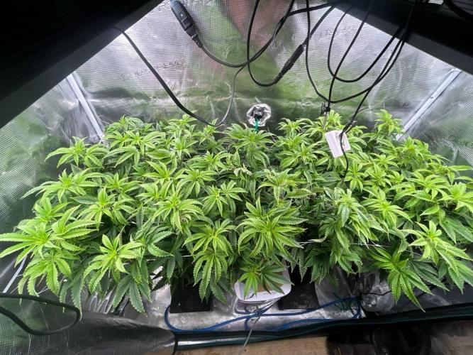 Gary Payton by Cookies / Jungle Cut. Week 6