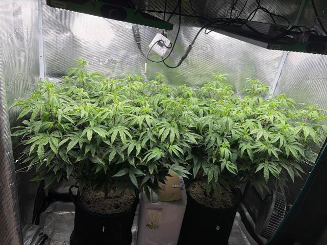 Gary Payton by Cookies / Jungle Cut. Week 8