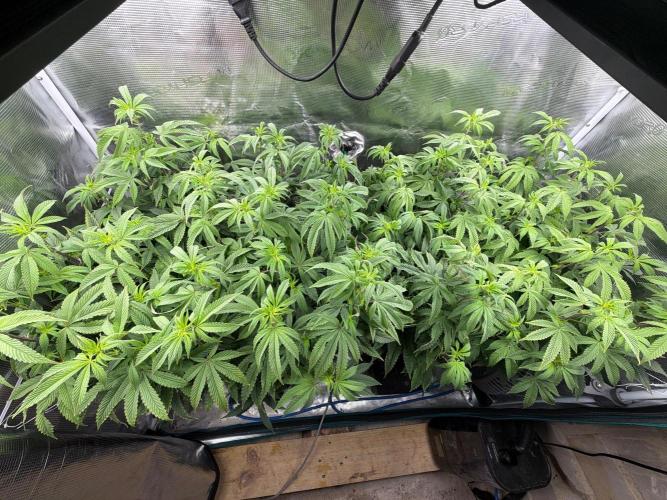 Gary Payton by Cookies / Jungle Cut. Week 8