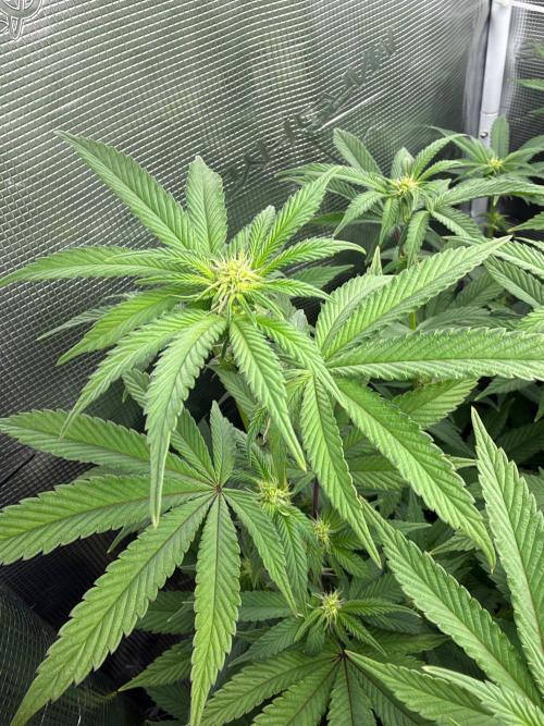 Gary Payton by Cookies / Jungle Cut. Week 9