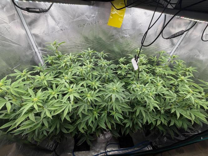 Gary Payton by Cookies / Jungle Cut. Week 9
