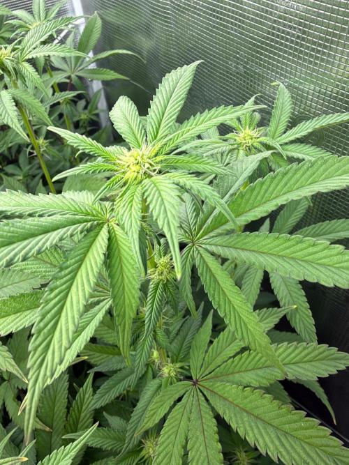 Grow Tent 120x60x180. Week 9