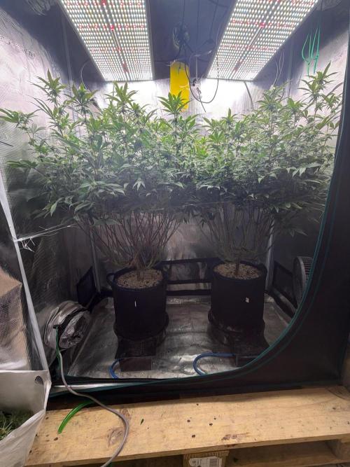 Gary Payton by Cookies / Jungle Cut. Week 10