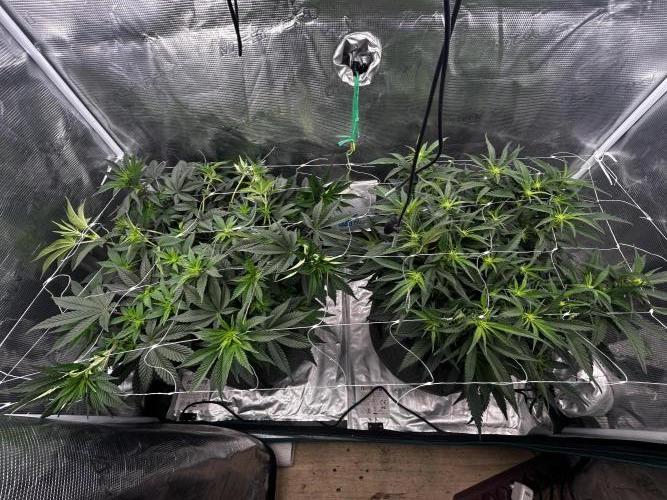 Plumz // Cap Junky. Week 6